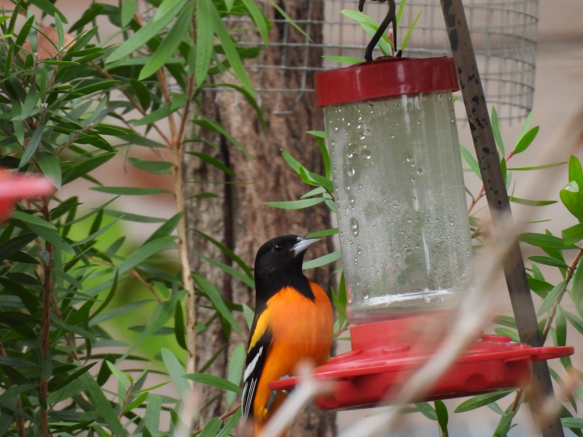 Балтиморский трупиал - ML647741037