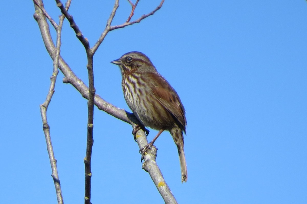 Певчая овсянка - ML647741038
