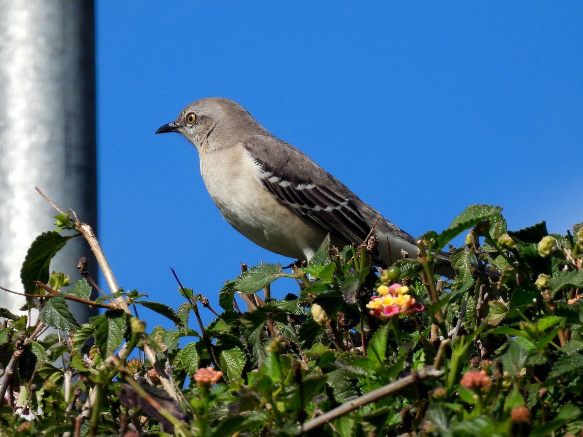 Многоголосый пересмешник - ML647741039