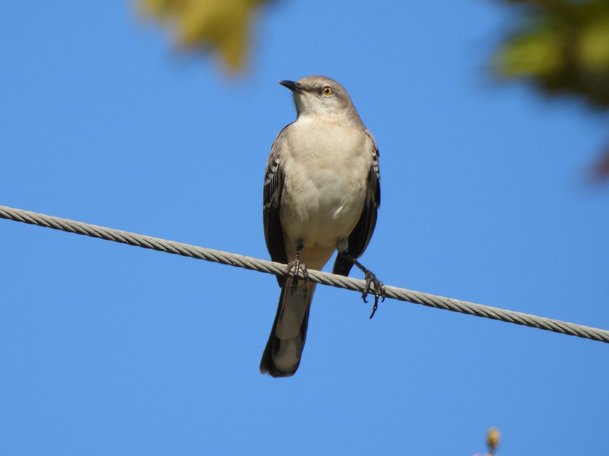 Многоголосый пересмешник - ML647741041