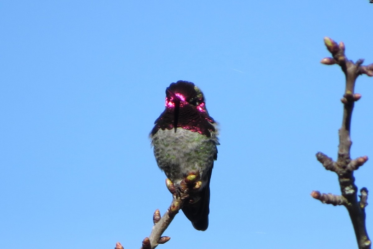 Рубиновый калипсо - ML647741043