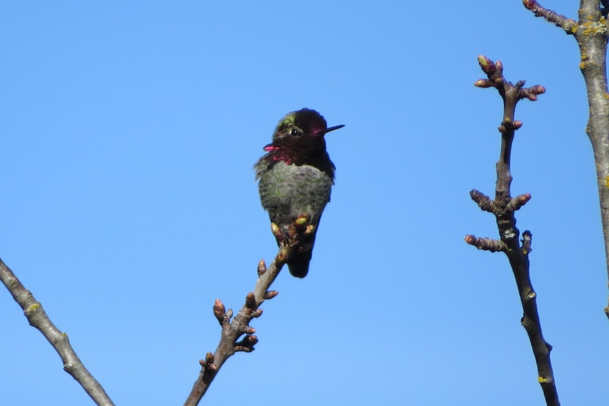 Рубиновый калипсо - ML647741044