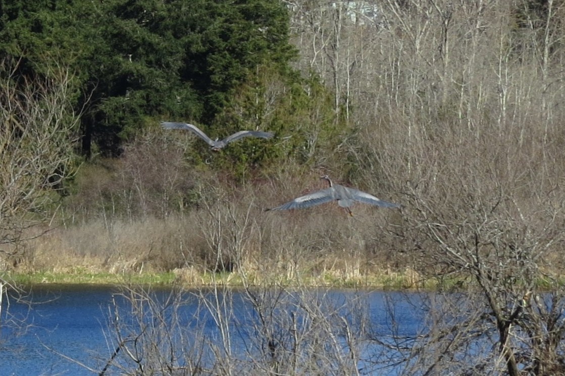 Большая голубая цапля - ML647741045