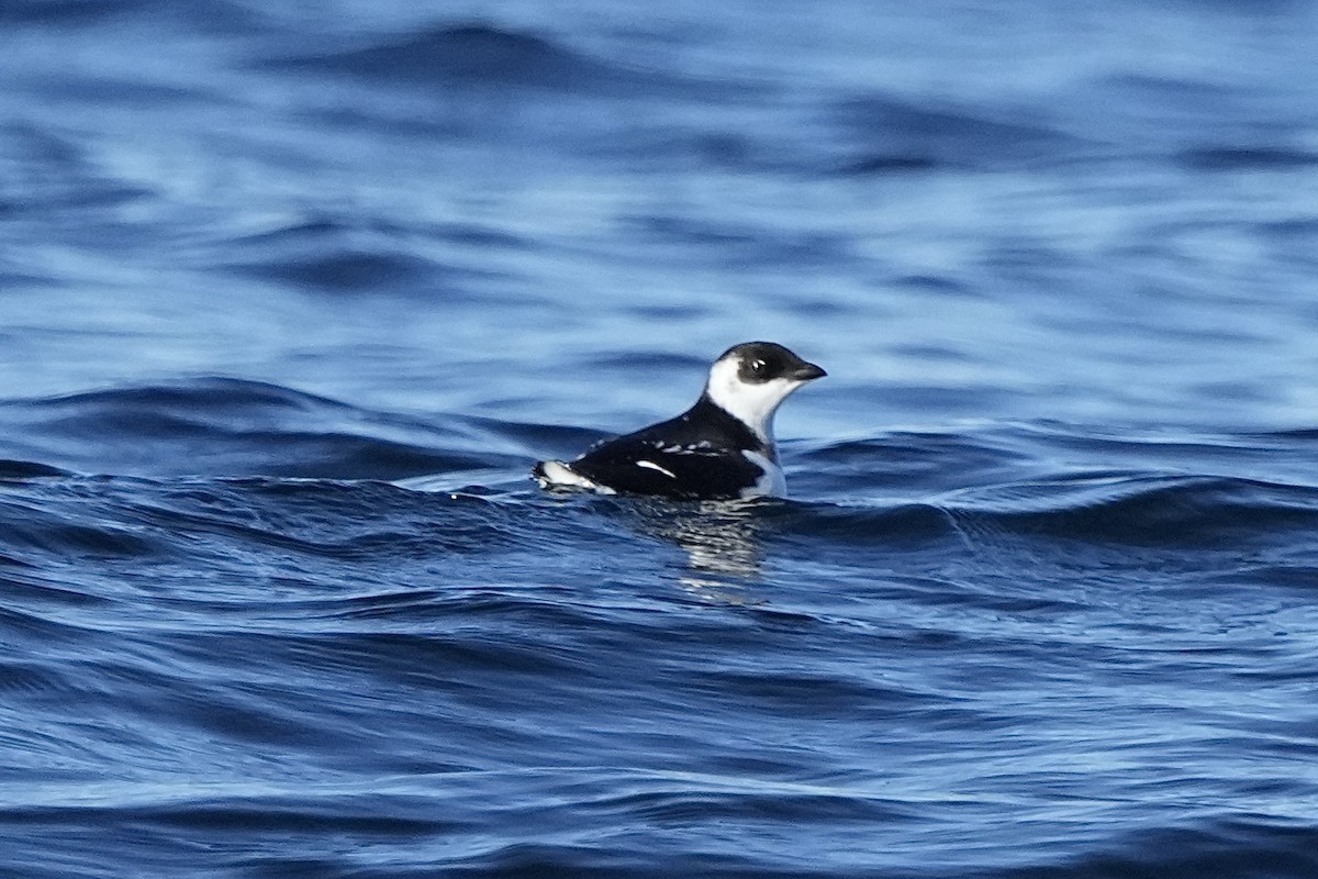 alkekonge - ML647741064