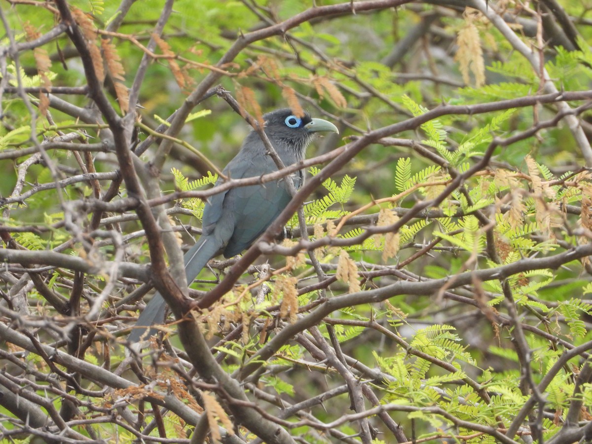 Blue-faced Malkoha - ML647741073