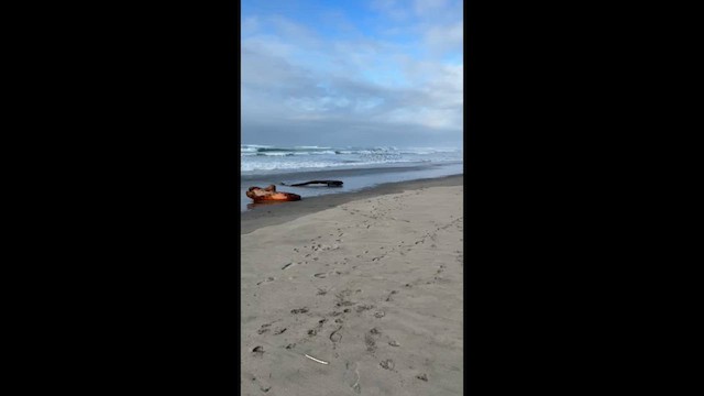 Dunlin - ML647741087