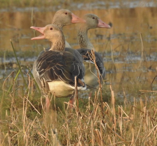 husa velká - ML647741093