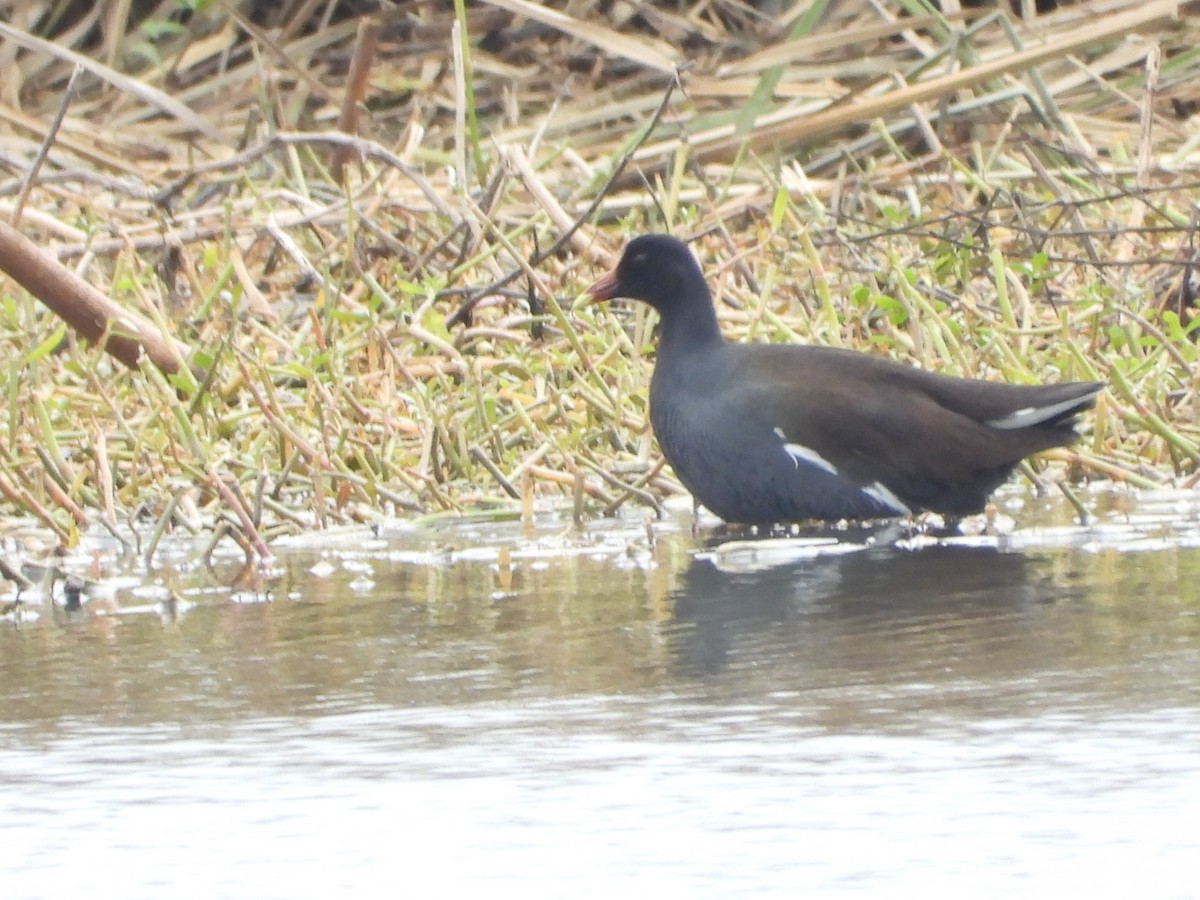 Американская камышница - ML647741096