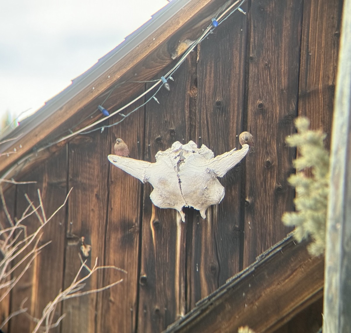 Brown-capped Rosy-Finch - ML647741097