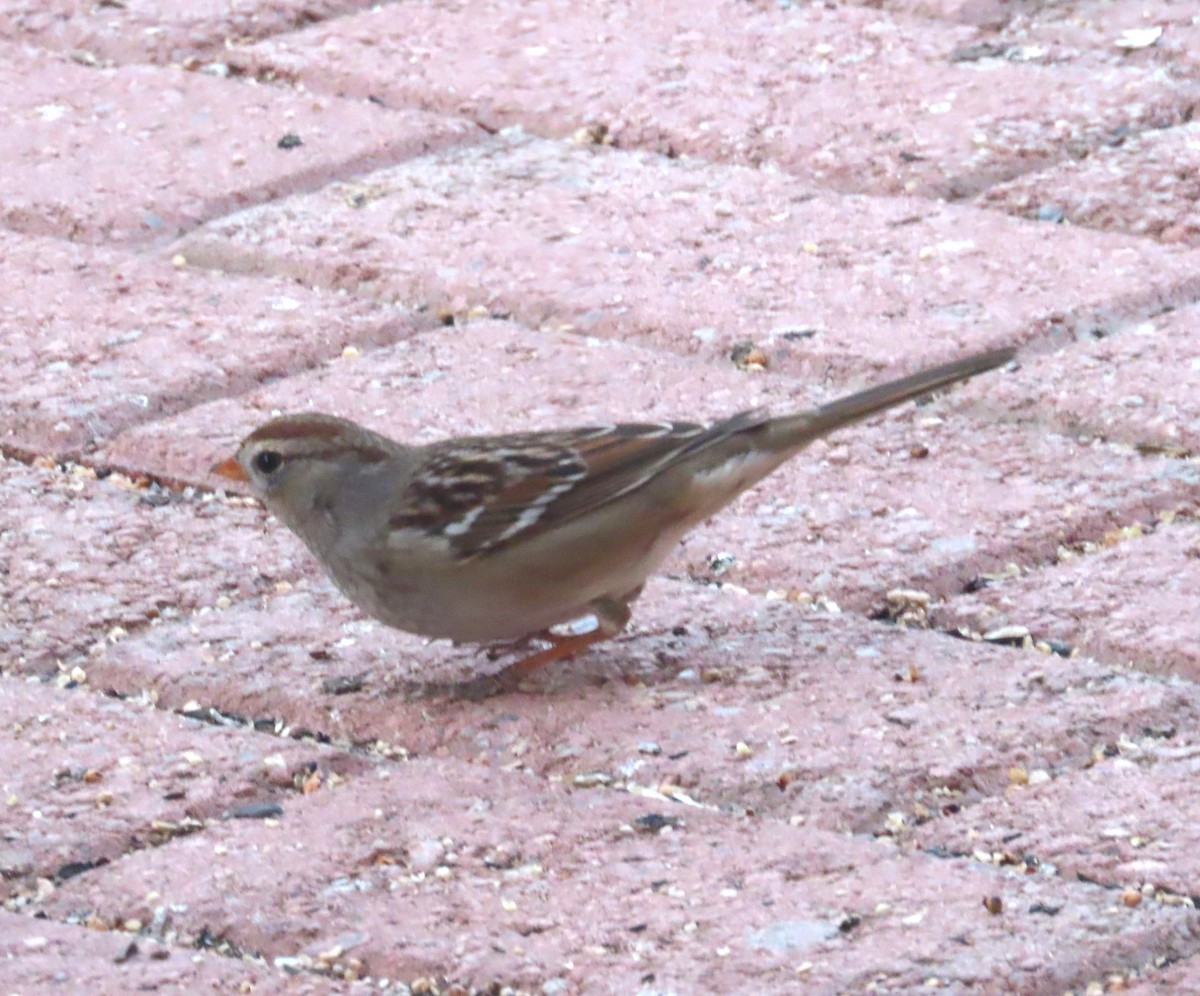 White-crowned Sparrow - ML647741104