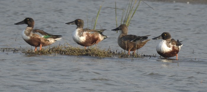 skjeand - ML647741105