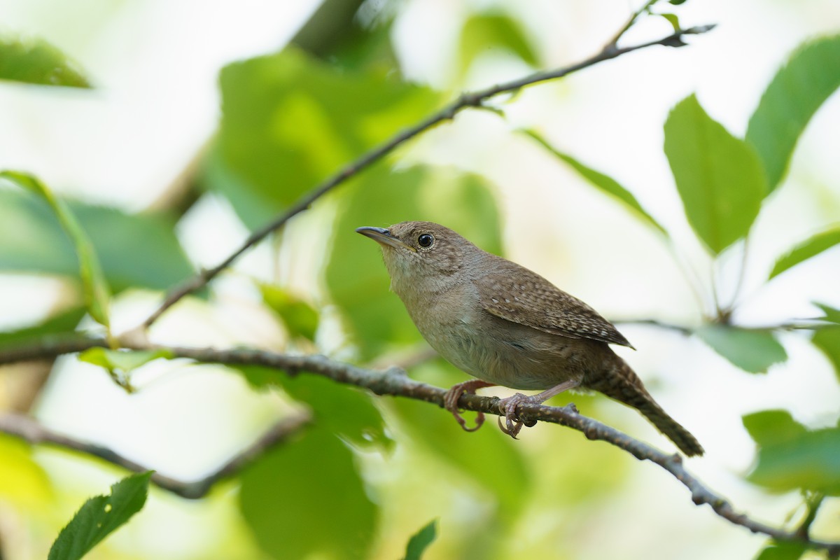 Chochín Criollo Norteño - ML647741107