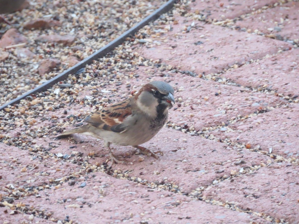 House Sparrow - ML647741111