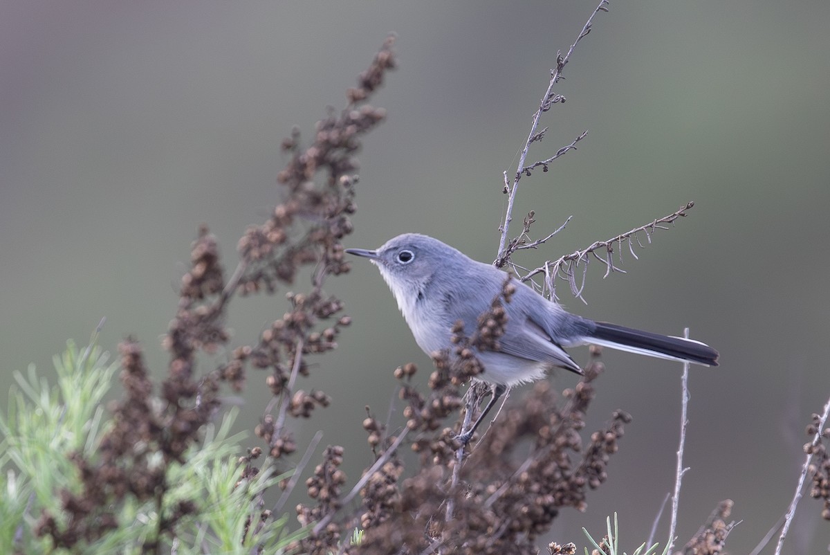 Голубая комароловка [группа obscura] - ML647741123