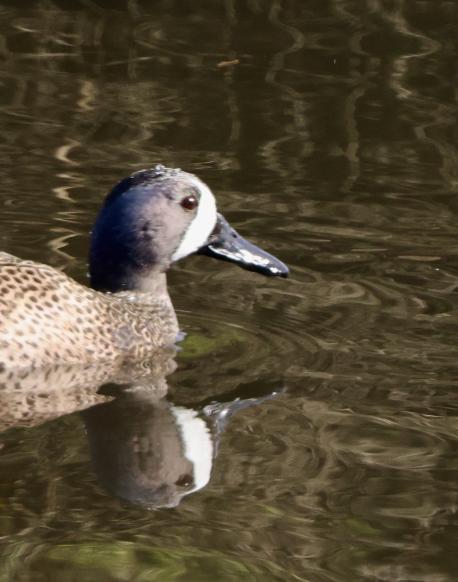 Blue-winged Teal - ML647741124