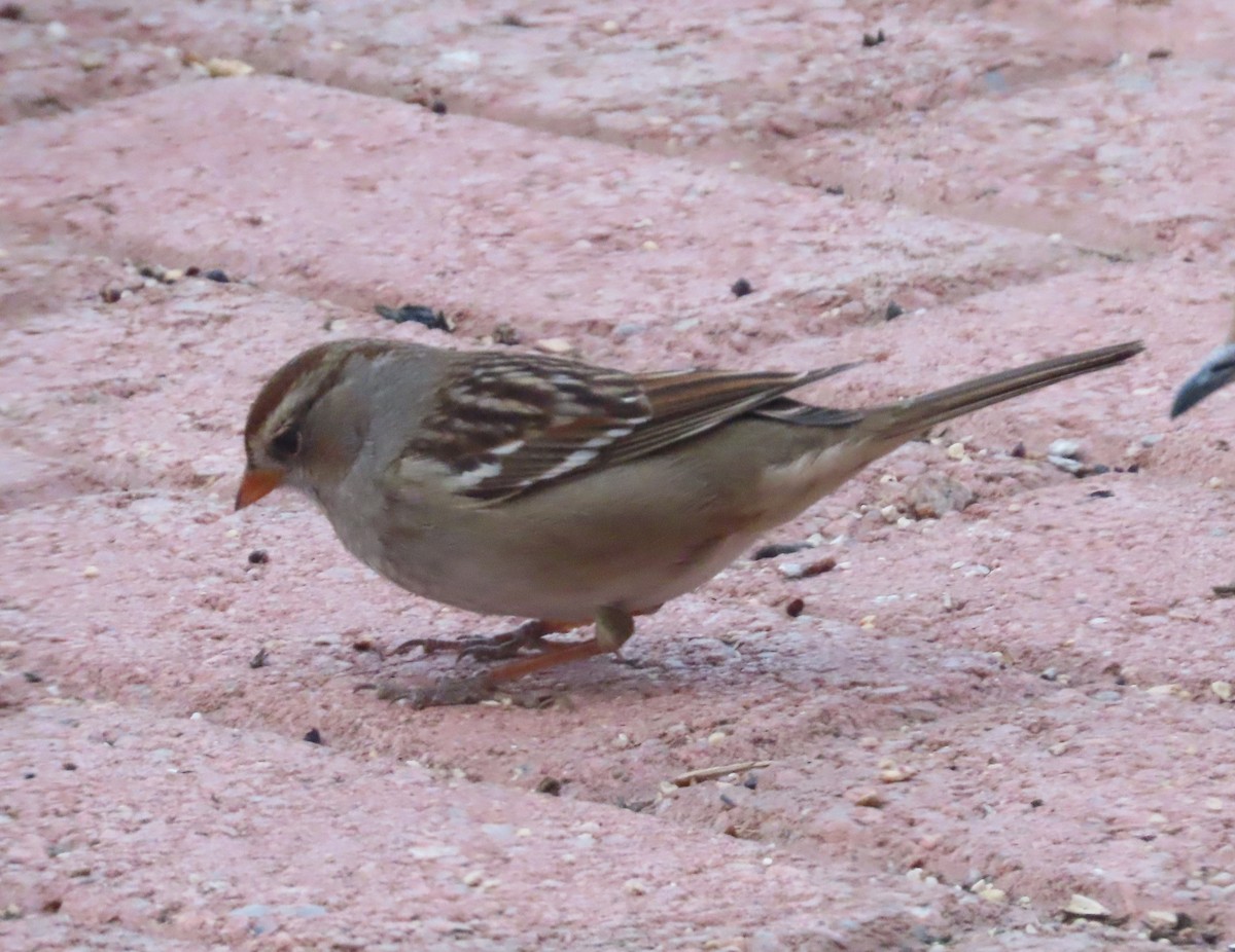 White-crowned Sparrow - ML647741125