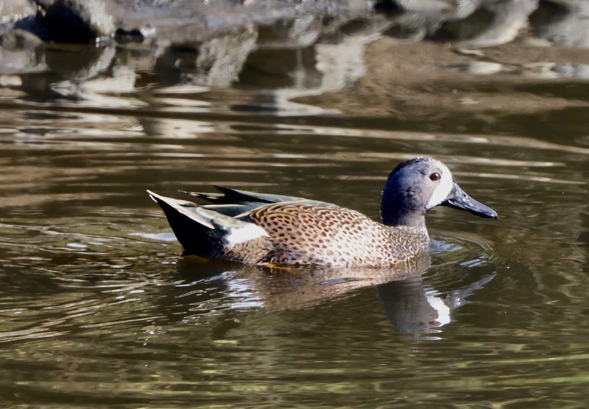 Blue-winged Teal - ML647741126