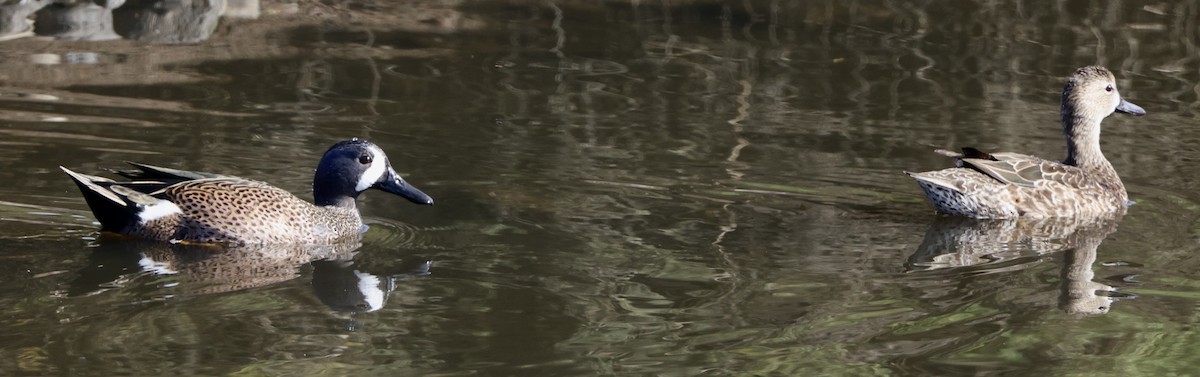 Blue-winged Teal - ML647741127