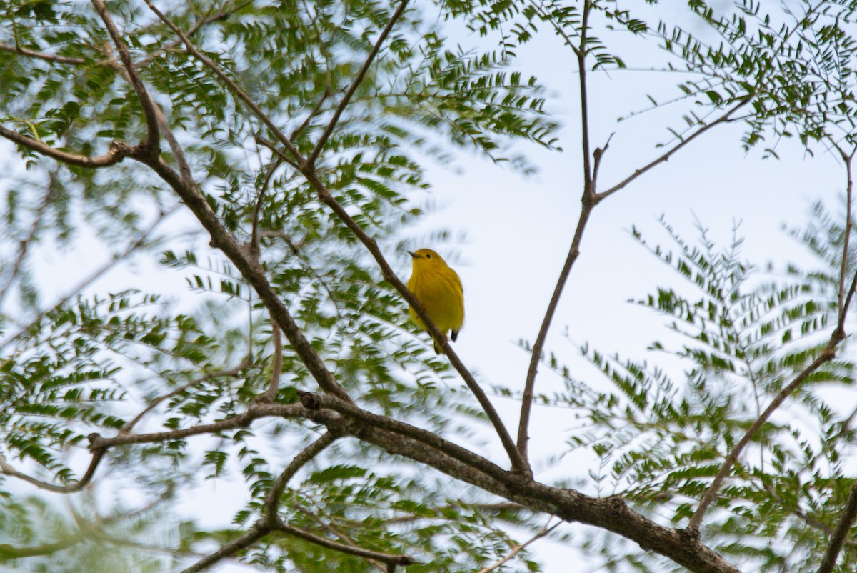 Northern Yellow Warbler - ML647741134