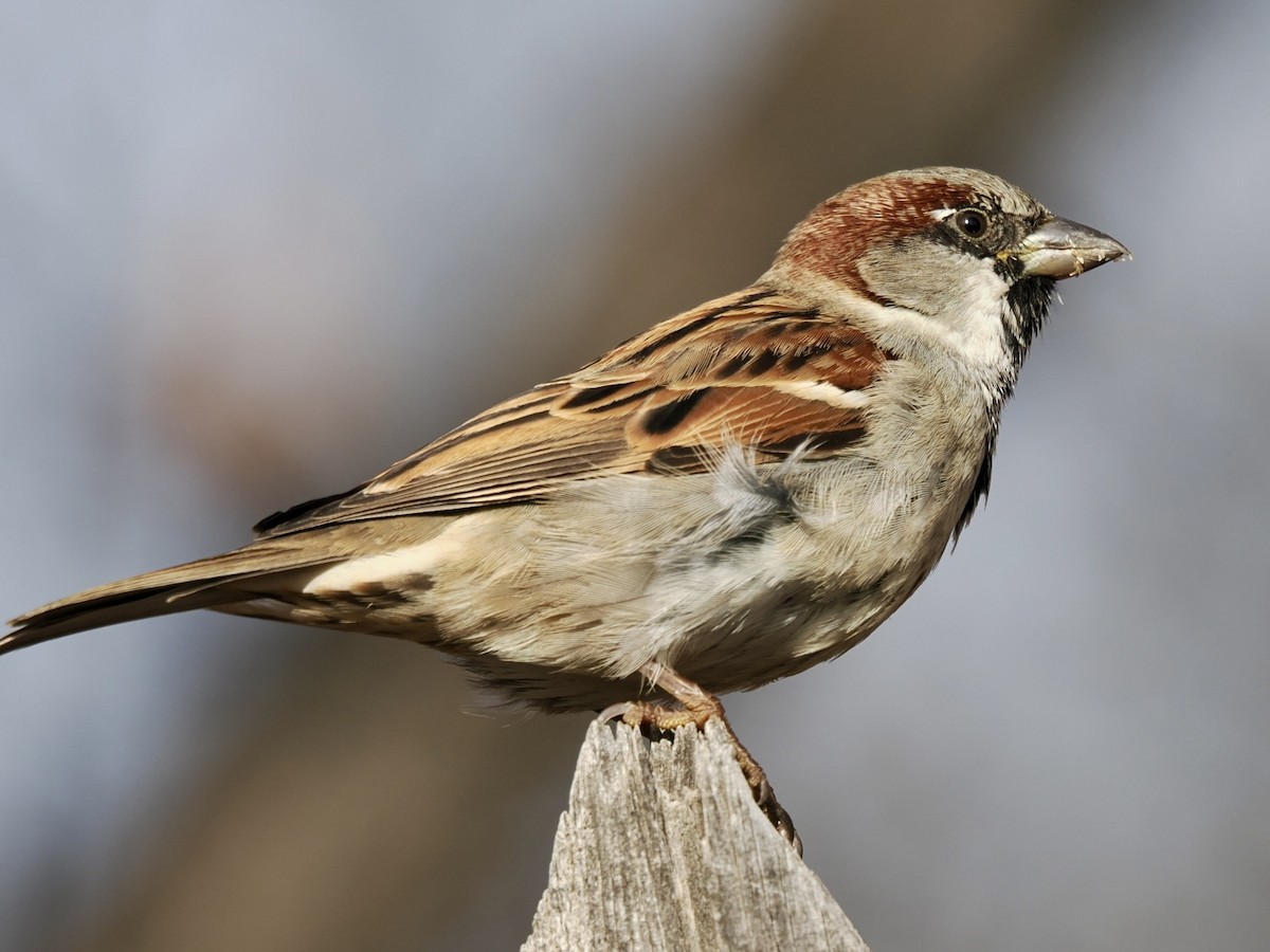 House Sparrow - ML647741139
