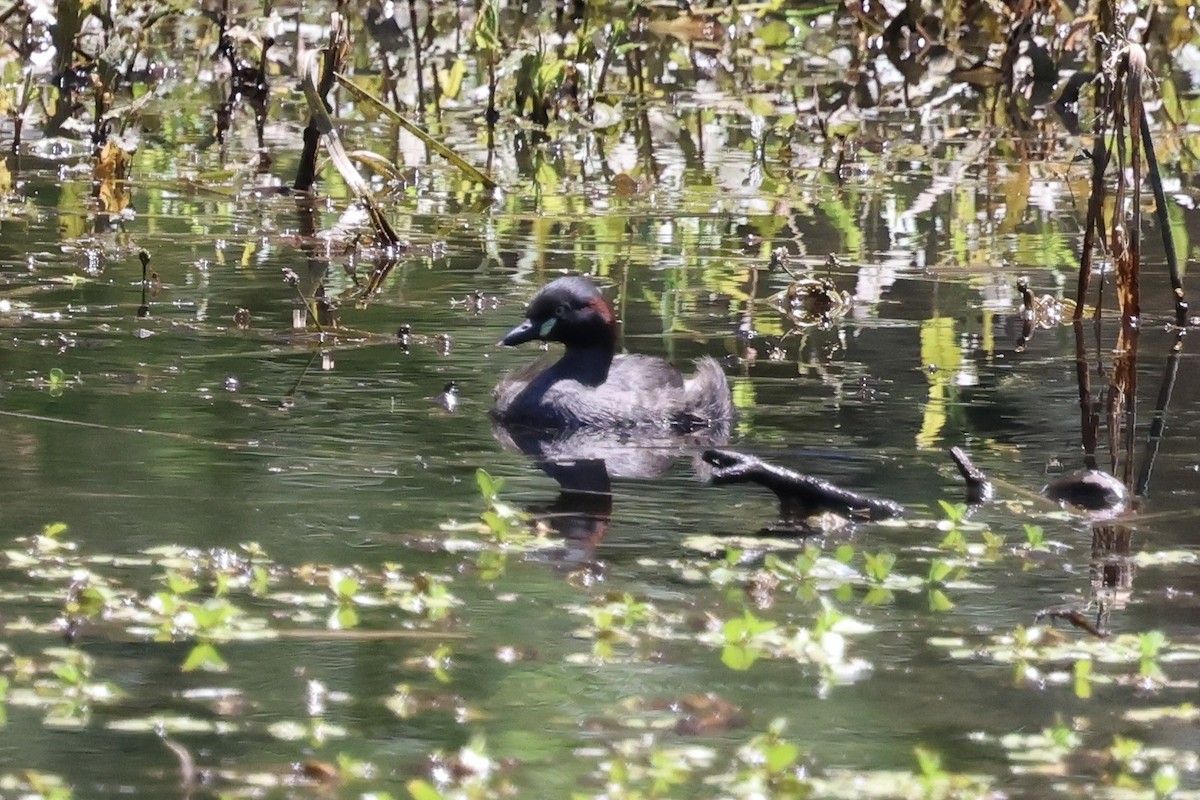 Australasian Grebe - ML647741143