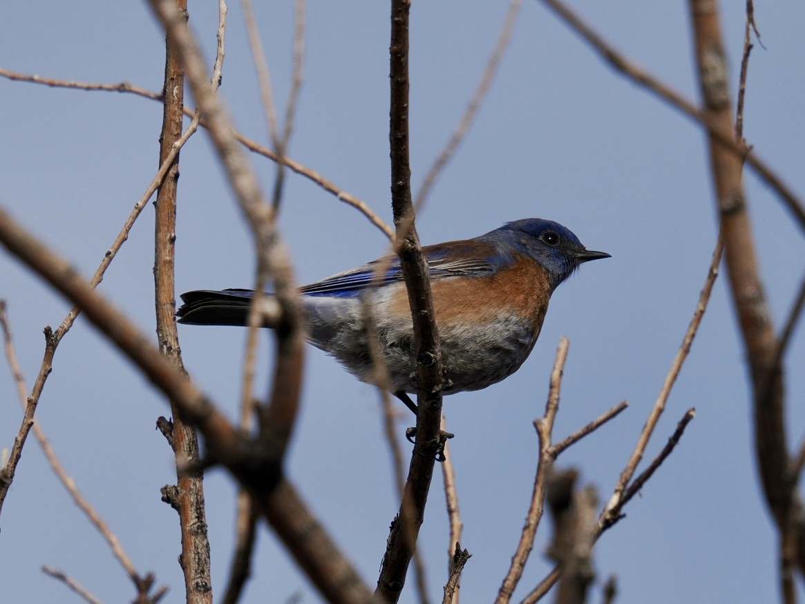 Western Bluebird - ML647741145