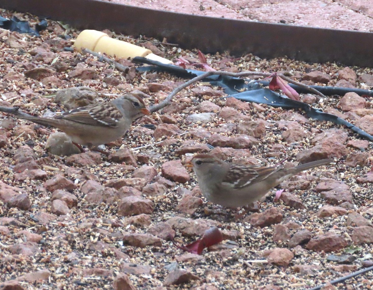 White-crowned Sparrow - ML647741147