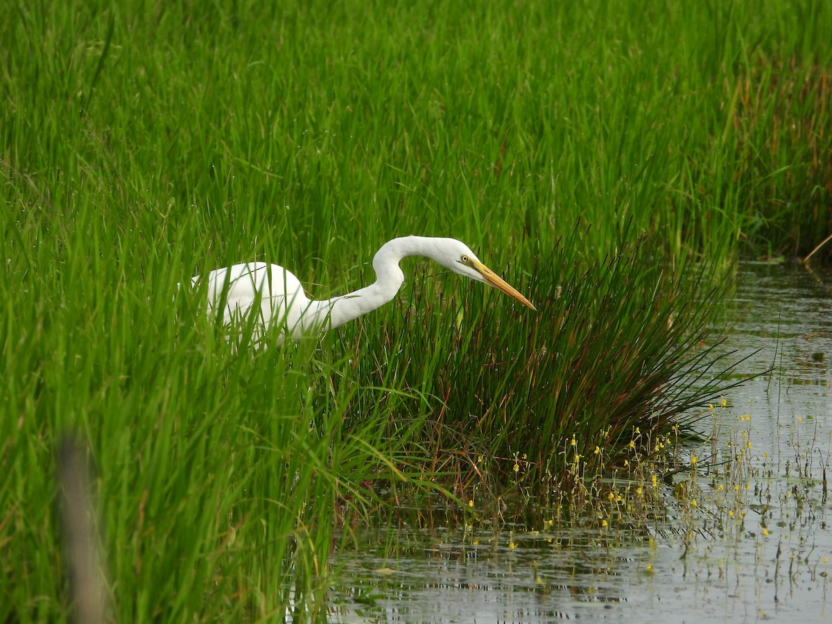 volavka bílá - ML647741169