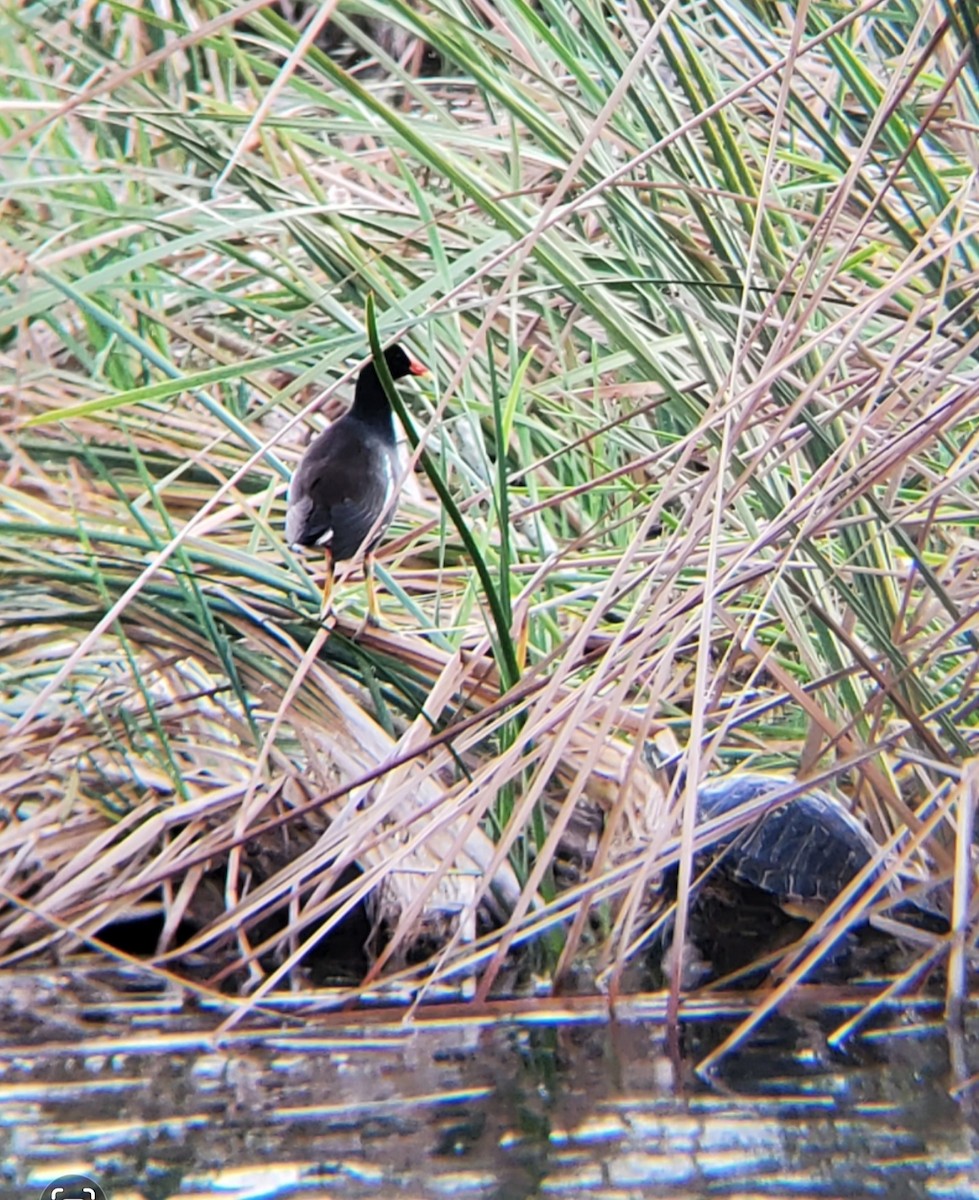 Американская камышница - ML647741172