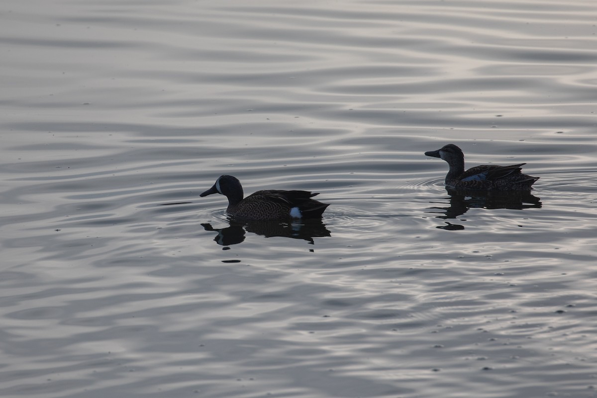Blue-winged Teal - ML647741174