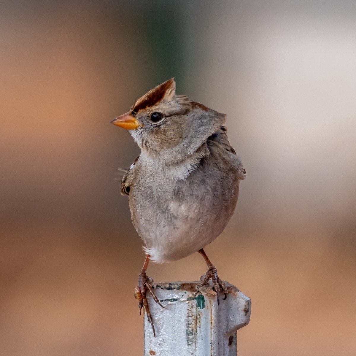 White-crowned Sparrow - ML647741192