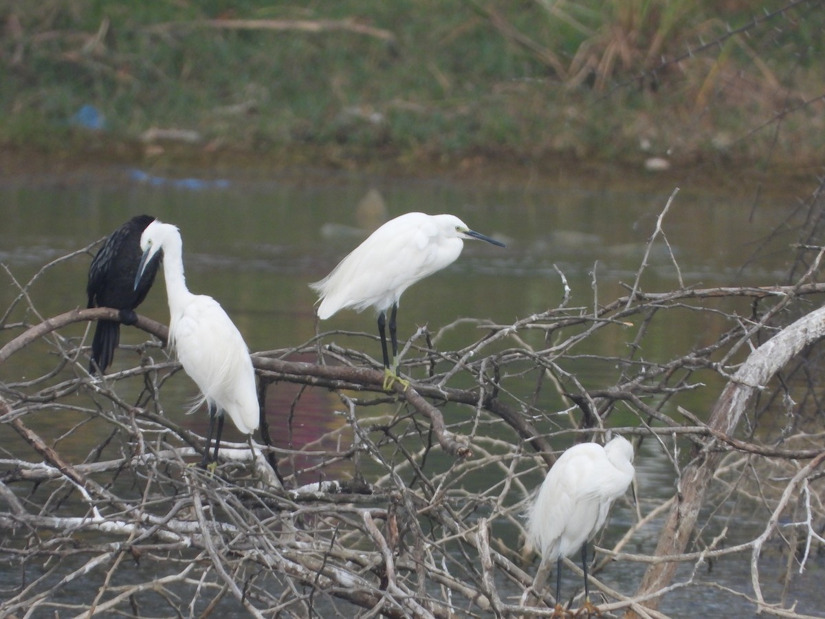 Little Egret - ML647741193