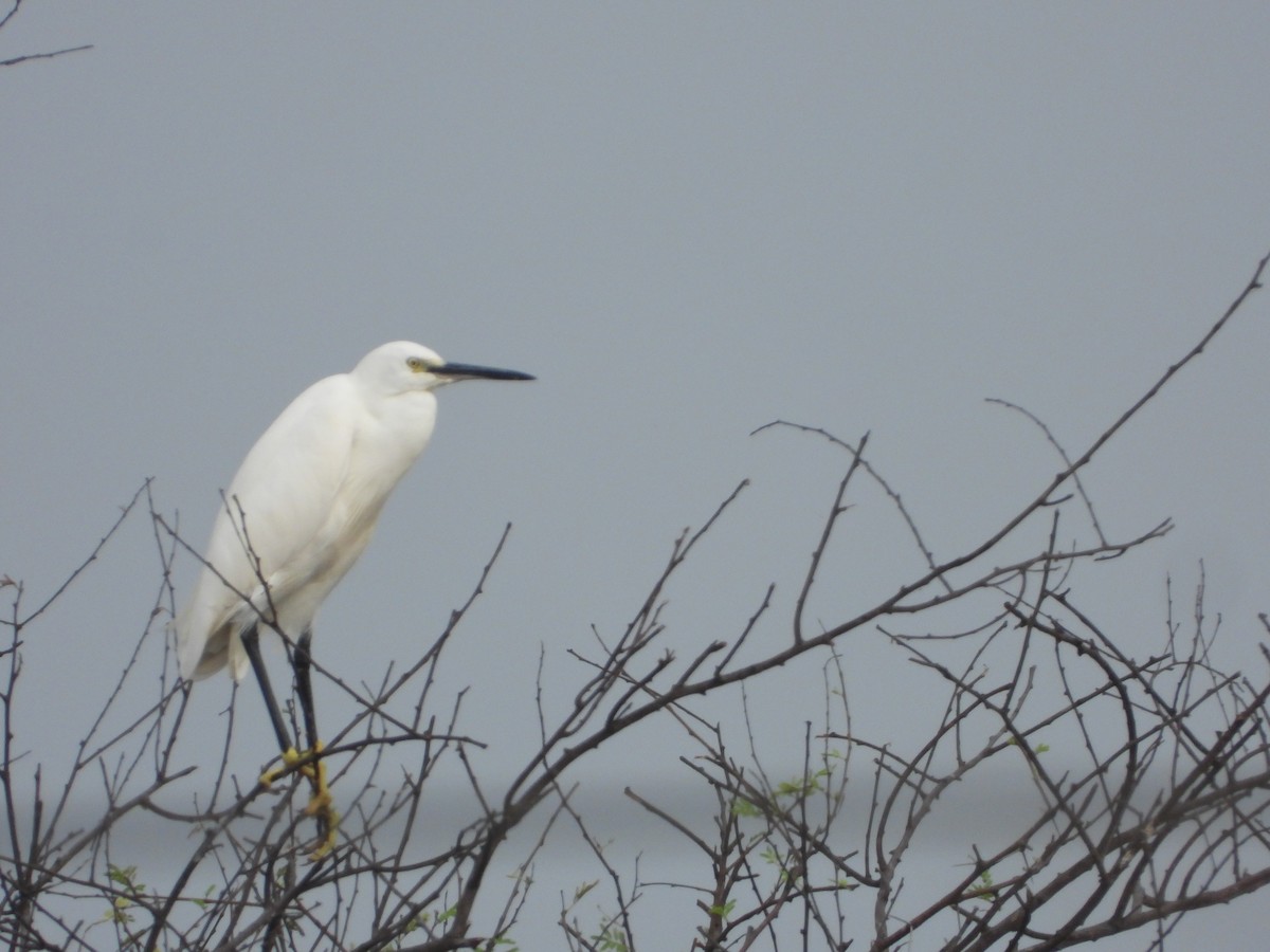 Little Egret - ML647741194