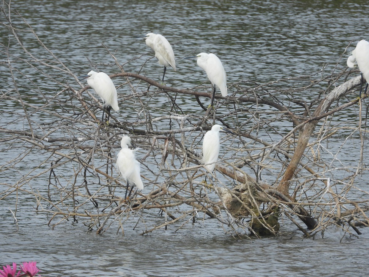 Little Egret - ML647741195