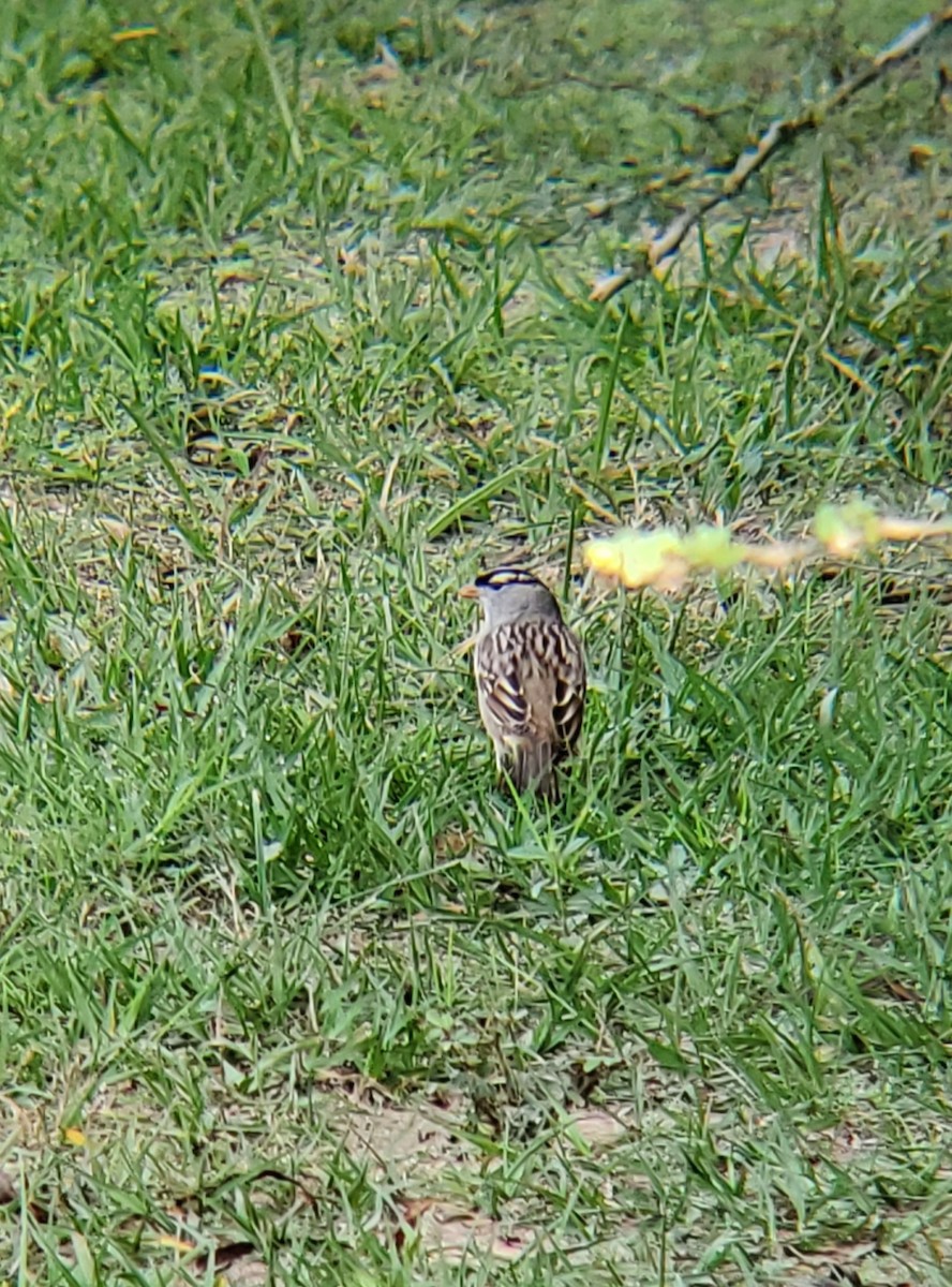 White-crowned Sparrow - ML647741196