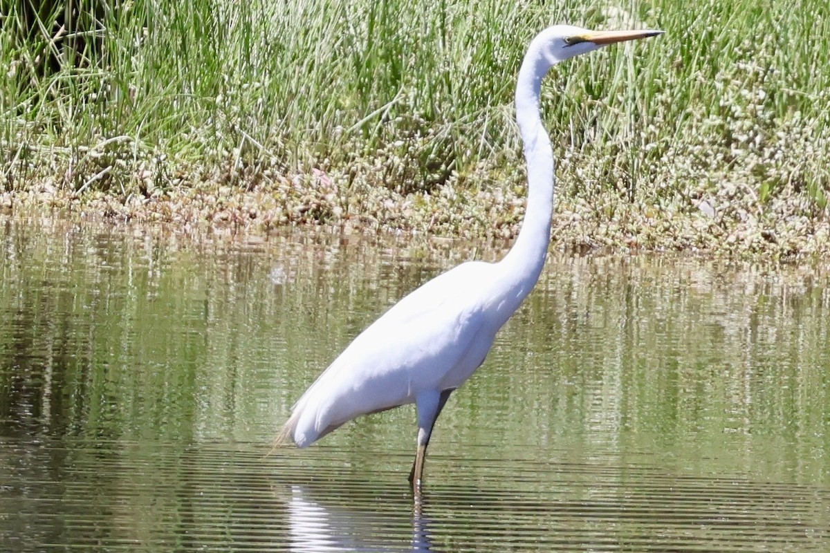 volavka bílá - ML647741197