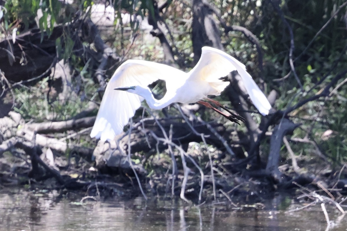 volavka bílá - ML647741198