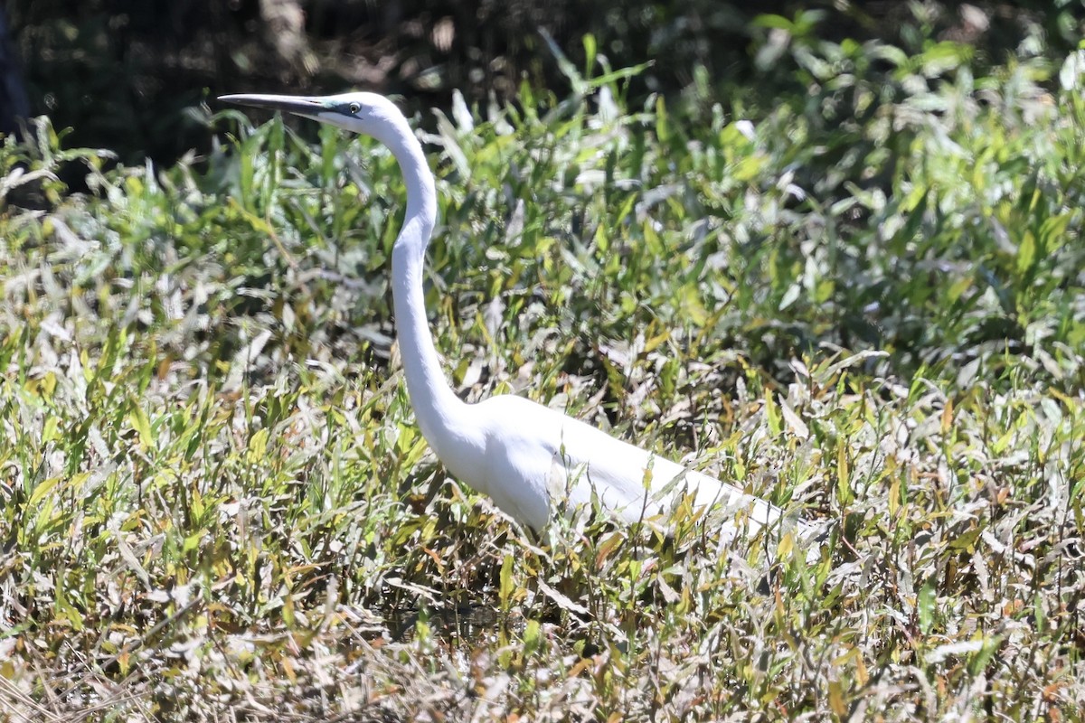 volavka bílá - ML647741199