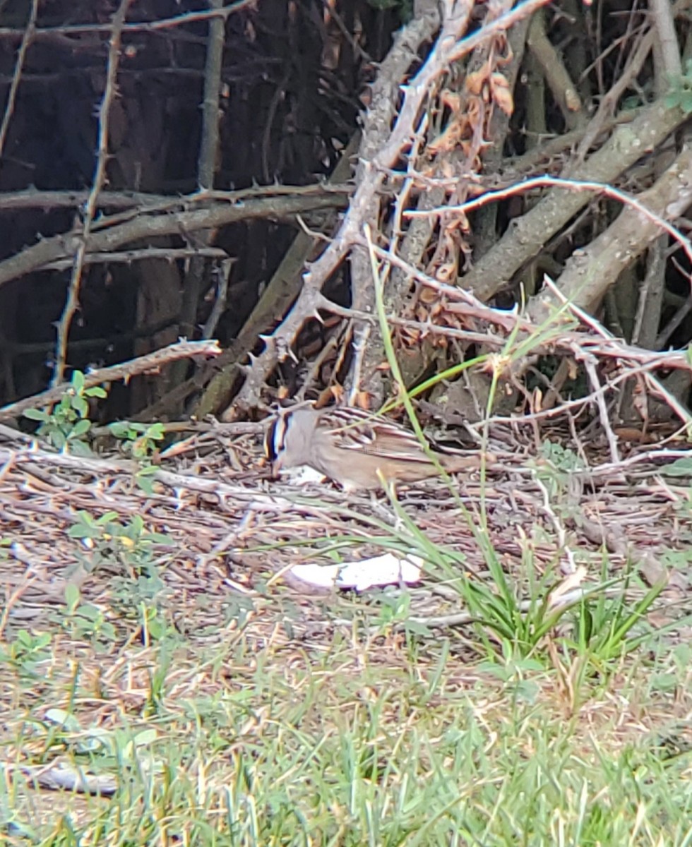 White-crowned Sparrow - ML647741200