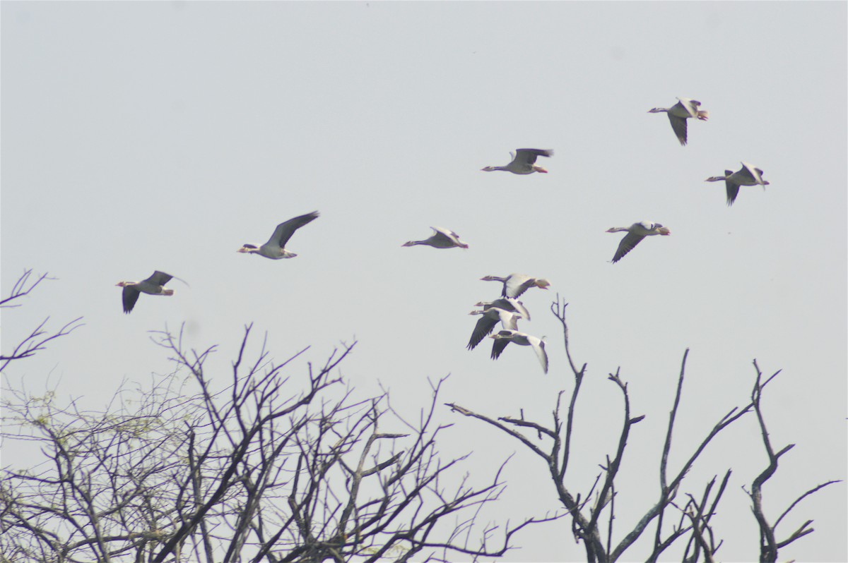 Bar-headed Goose - ML647741211