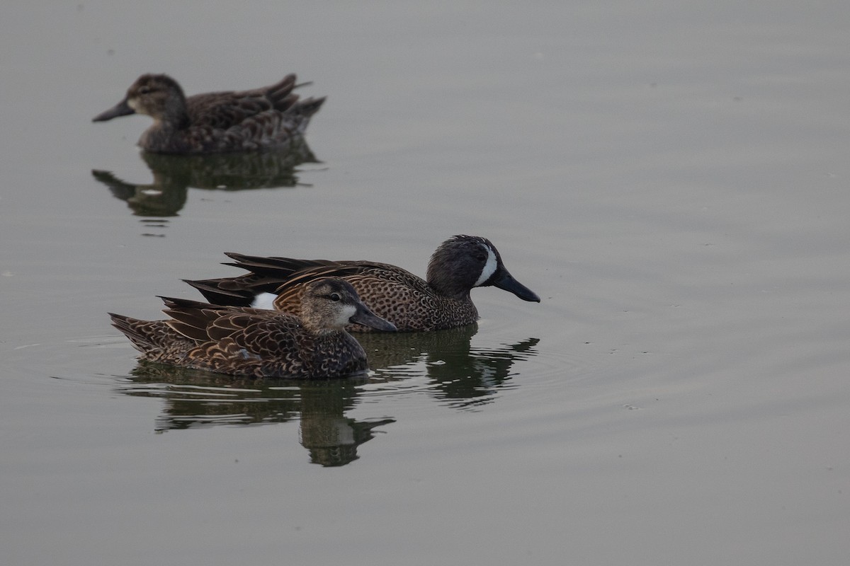 Blue-winged Teal - ML647741213