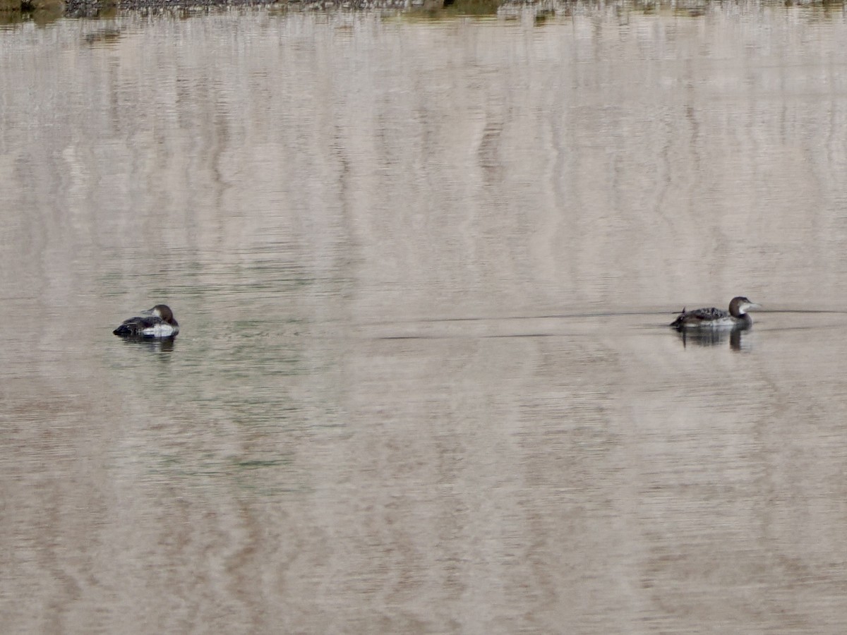 Common Loon - ML647741216