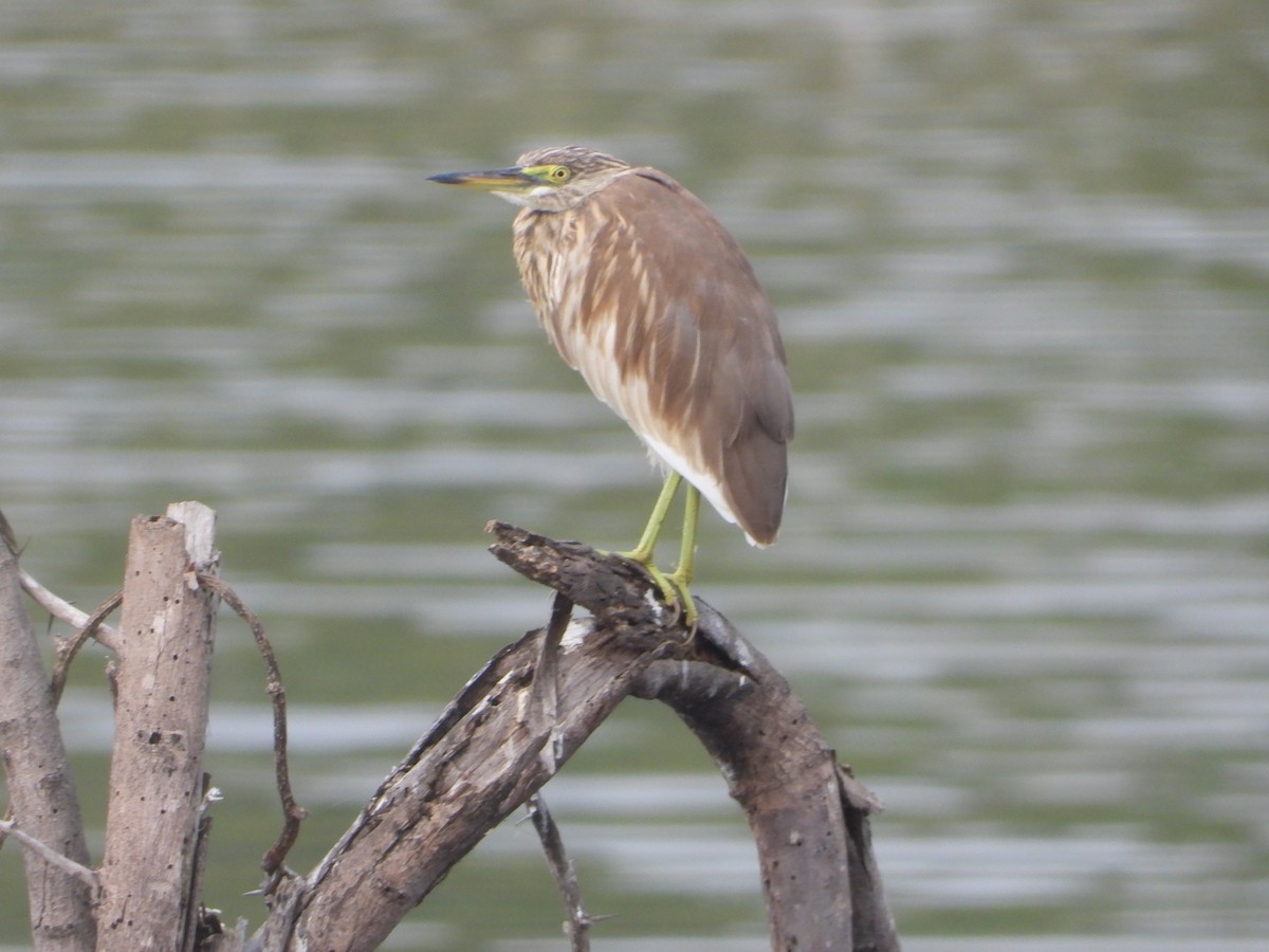 Indian Pond-Heron - ML647741217