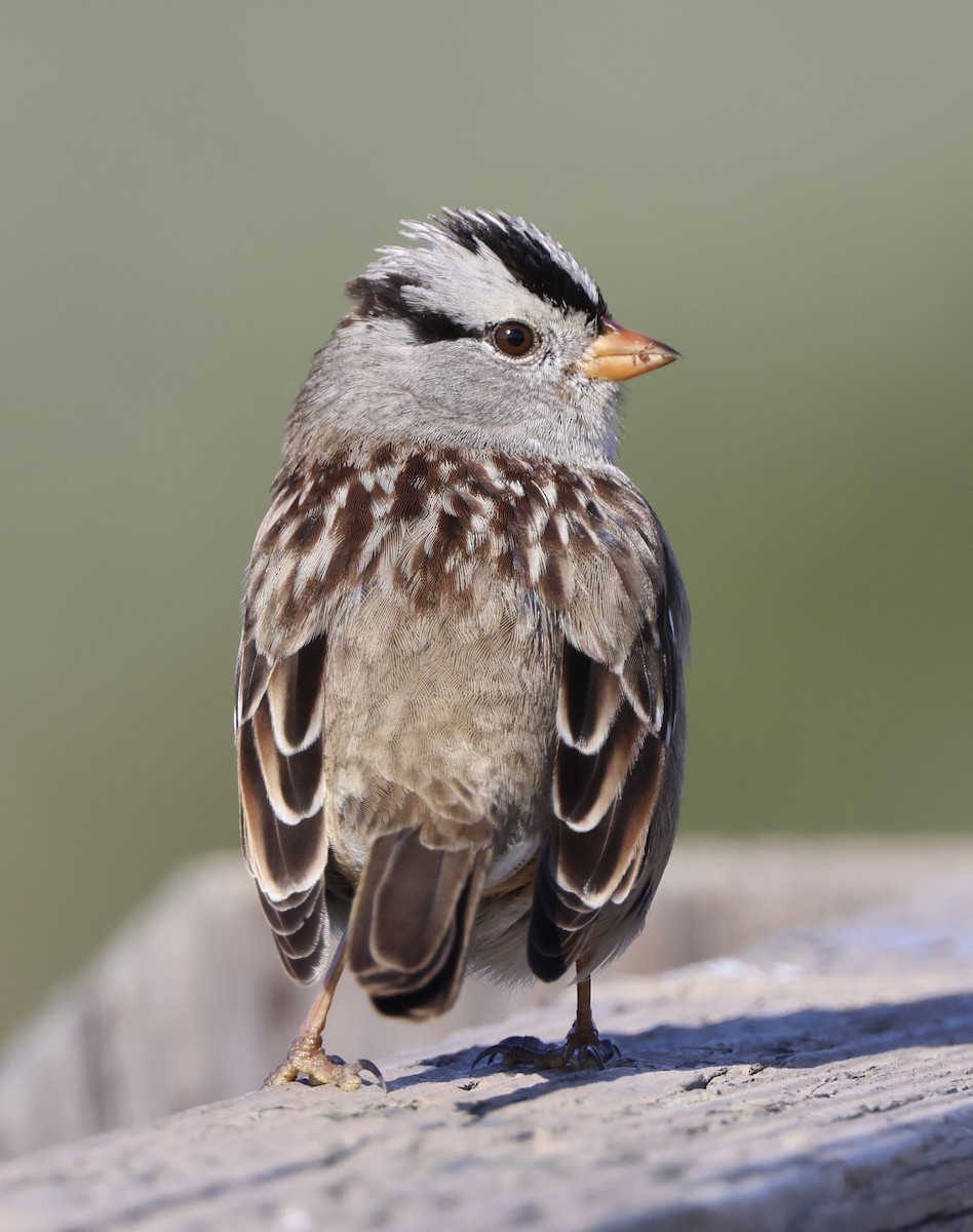 White-crowned Sparrow - ML647741230