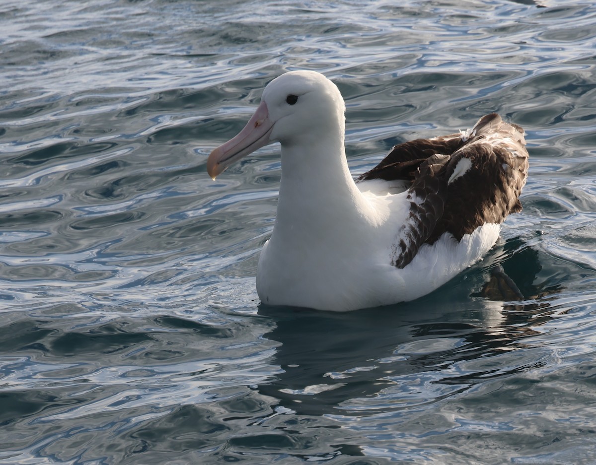 Iparraldeko albatros handia - ML647741252