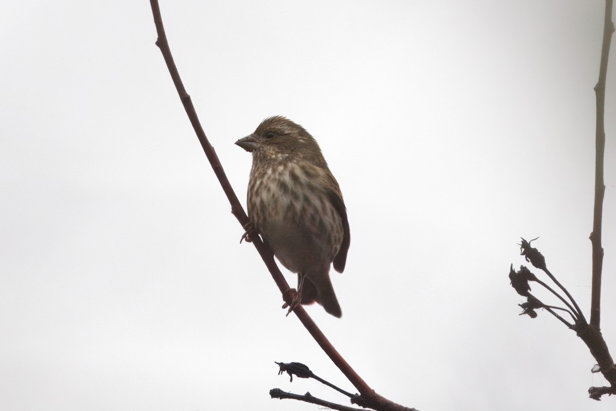 Purple Finch - ML647741263