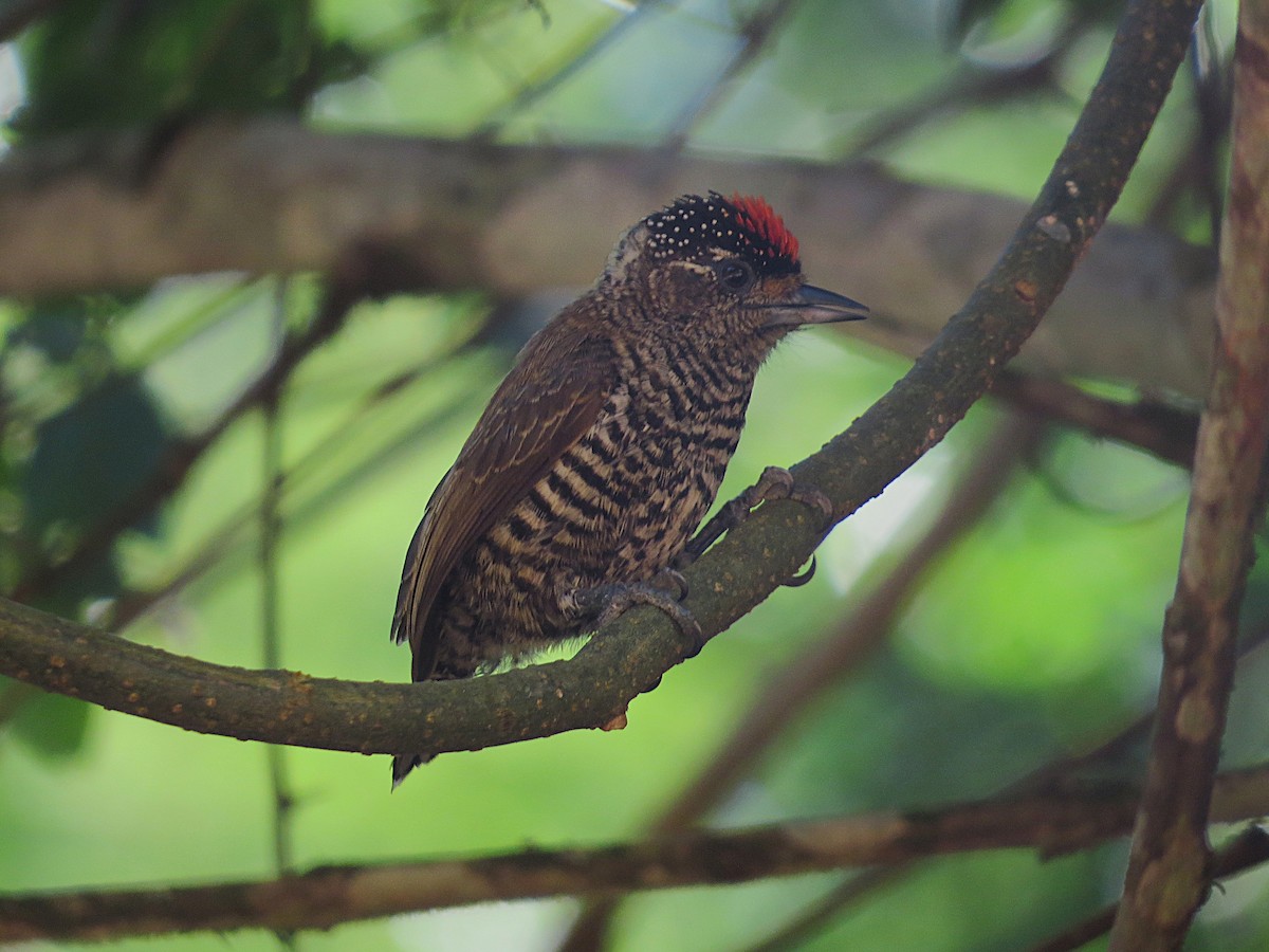 White-barred Piculet - ML647741264