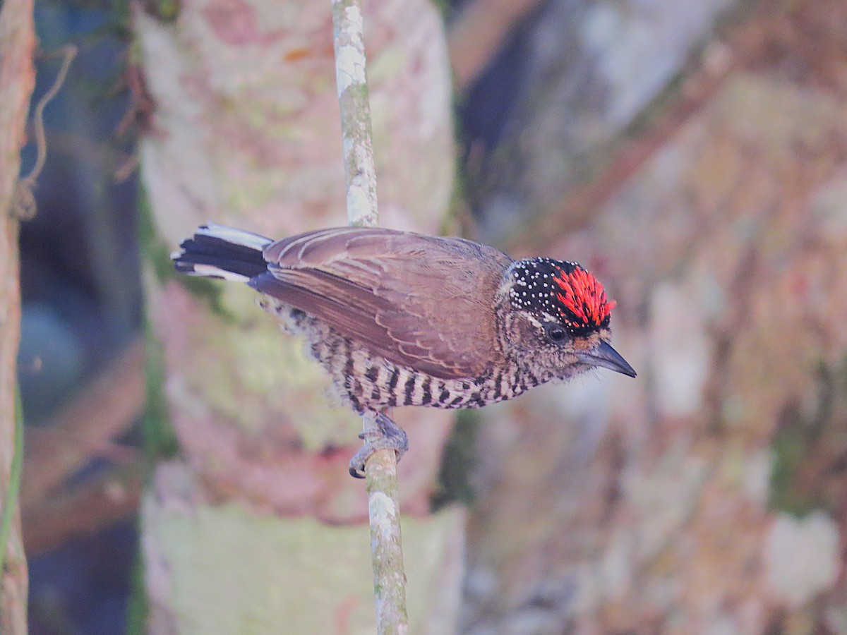 White-barred Piculet - ML647741265
