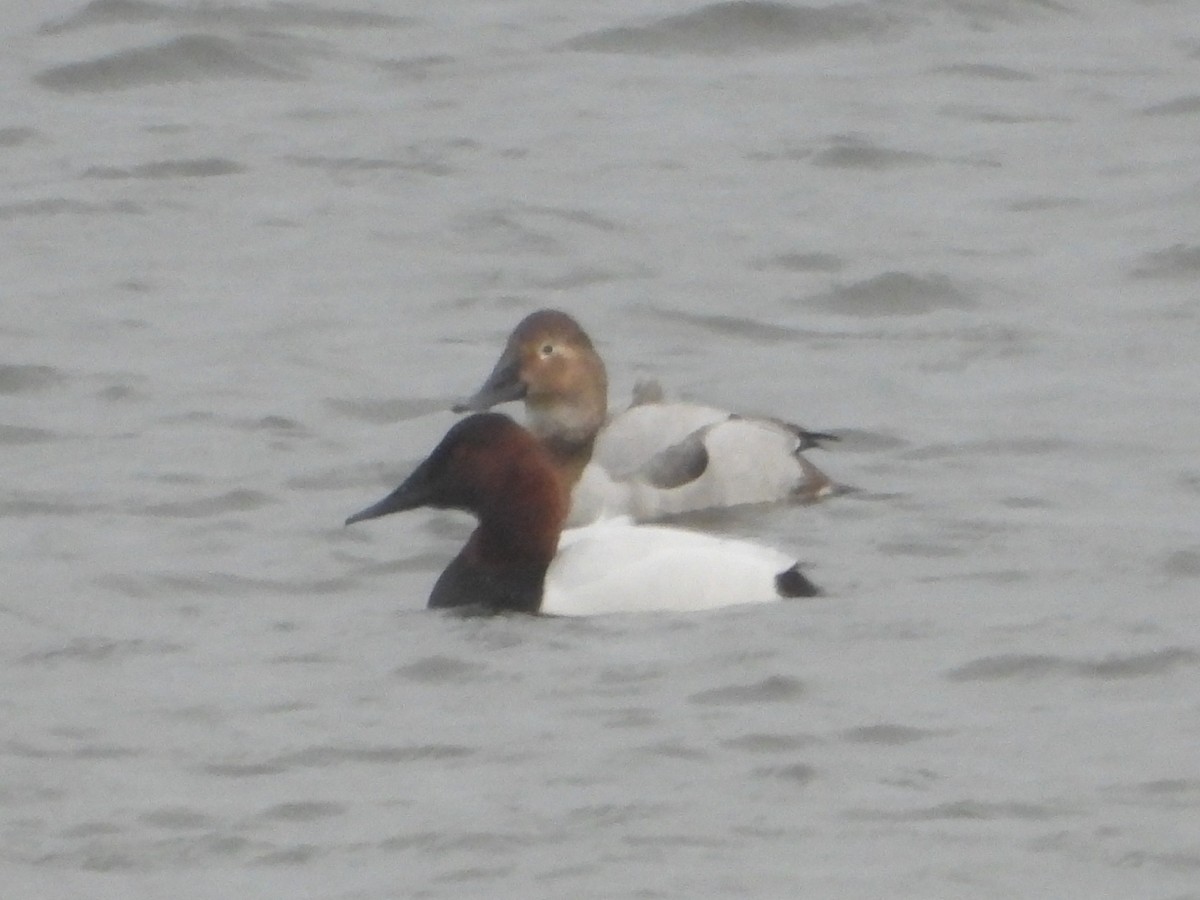 Попелюх довгодзьобий - ML647741266