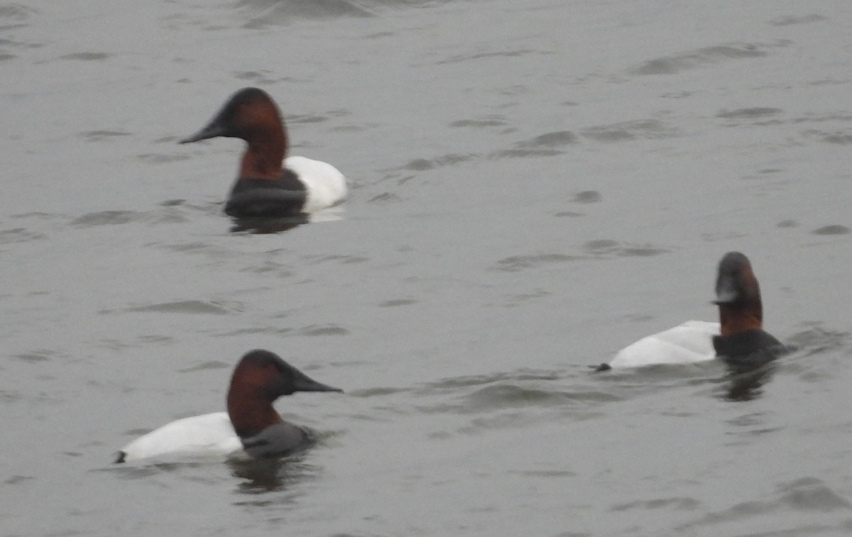 Murgilari bizkarzuria - ML647741267